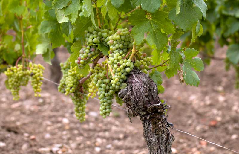Weinregionen Aragon und Rioja