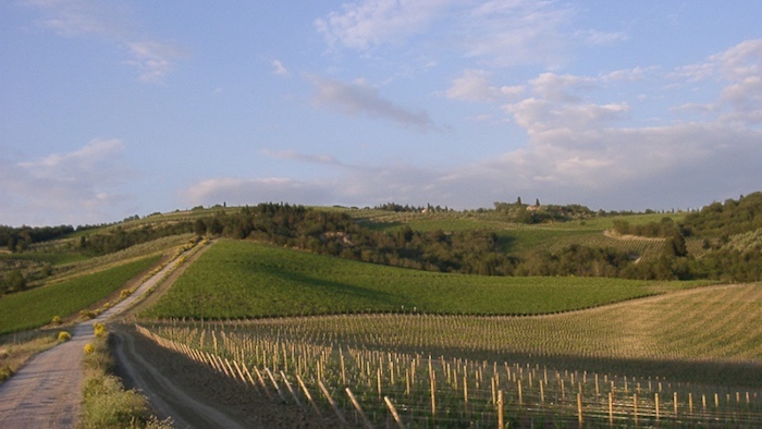 Weinbaugebiet Toskana – ein Überblick