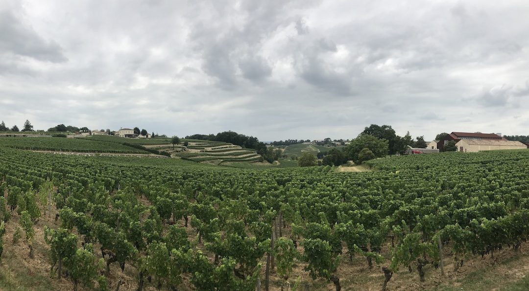 Weinberge des Chaetau Tour Saint Christophe