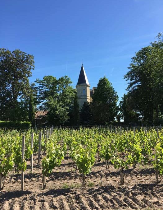 Weinbaugebiete in der Region Navarra