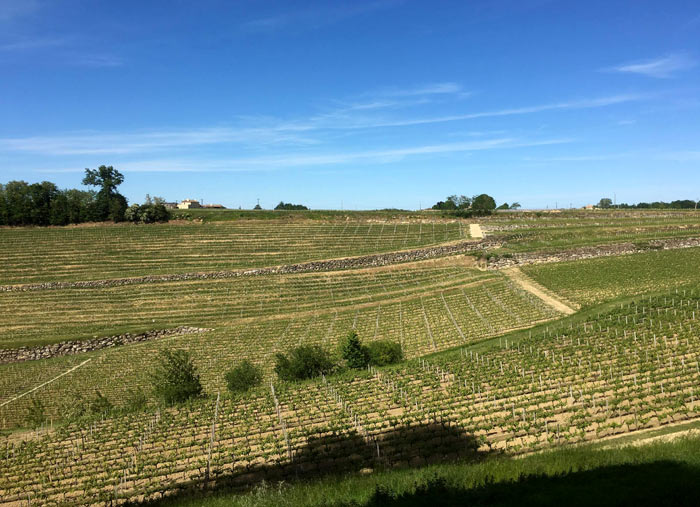 Weinbaugebiete in der Region Niederösterreich