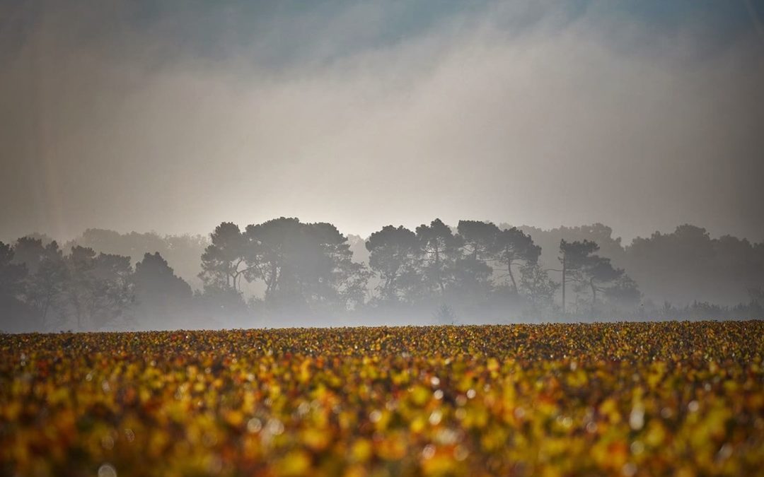 Sauternes - Erzeugung und Speisenbegleitung - CB-Weinblog