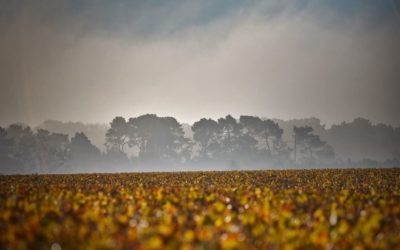 Sauternes – Erzeugung und Speisenbegleitung