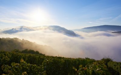 Weingut Korrell Nahe – mit klarer Vision zu großen Weinwerten