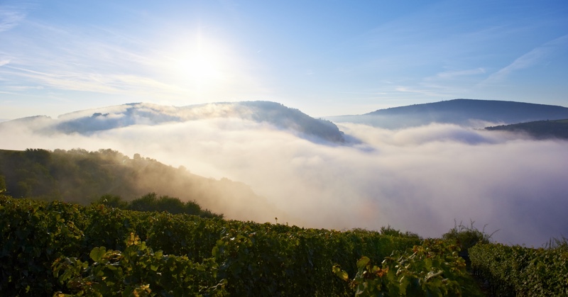 Weingut Korrell Nahe – mit klarer Vision zu großen Weinwerten
