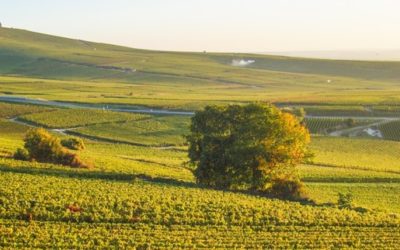 Larmandier Bernier Champagne – Biodynamie at it’s best!