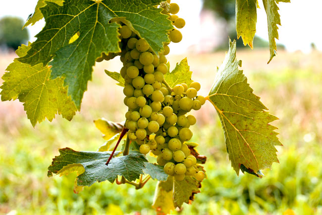 Weinbau-Chile-Argentinien