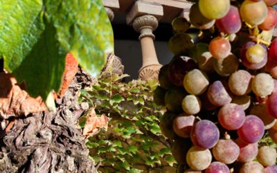 Château Dalem: Tradition und Verlässlichkeit im Fronsac