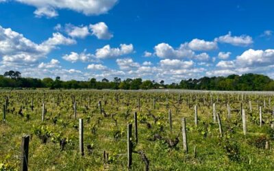 Medoc und Satelliten. Primeurs 2023