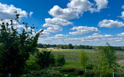 Pessac-Leognan. PRIMEURS 2023