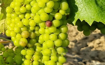 Premieur 2024. Pessac Leognan Graves und weiße Bordeaux