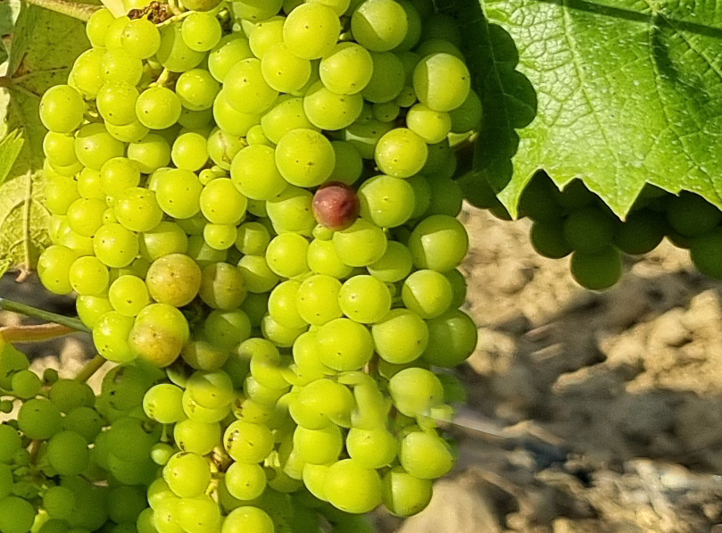 Premieur 2024. Pessac Leognan Graves und weiße Bordeaux