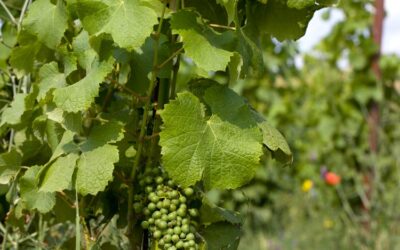 Primeurs 2024. Margaux