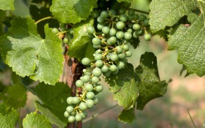 Primeurs 2024. Pauillac