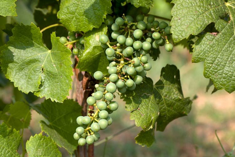 Primeurs 2024. Pauillac