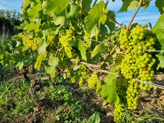 Primeurs 2024. Pomerol