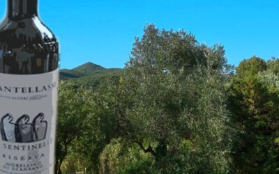 Morellino di Scansano Riserva 2021 – Mantellassis Le Sentinelle im Fokus