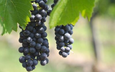 Burgunder neu entdeckt – Zwischen Pinot Noir und Gamay