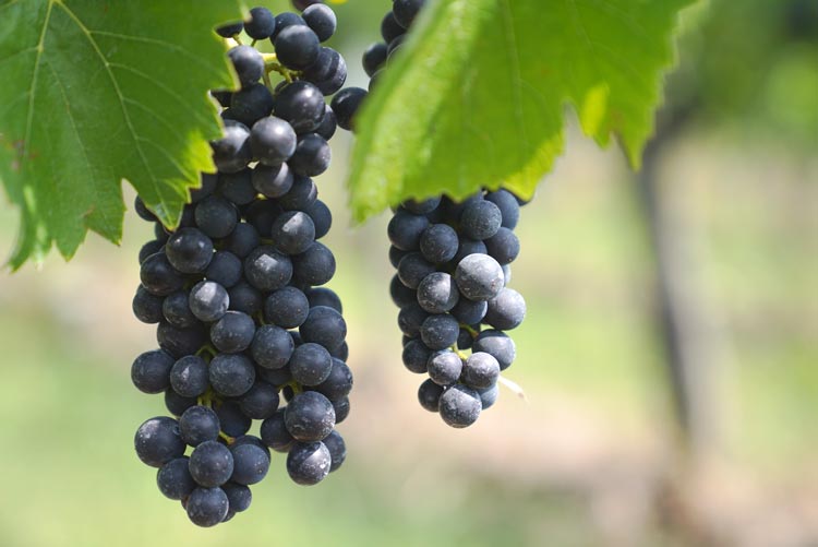 Burgunder neu entdeckt – Zwischen Pinot Noir und Gamay