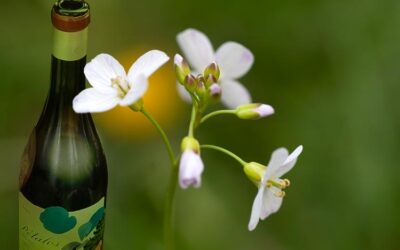 Pétalos del Bierzo 2022. Mencía