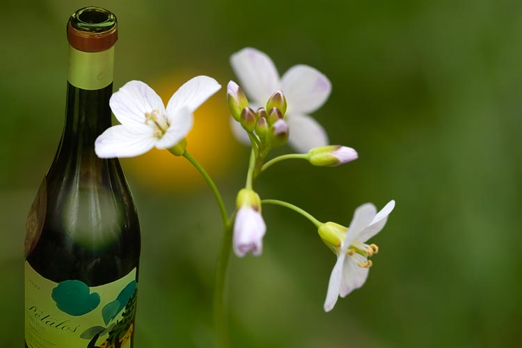 Pétalos del Bierzo 2022.  Mencía