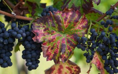 Zwei Tage an der Mosel