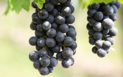 Pomerol. Verkostungsnotizen Jahrgang 2025