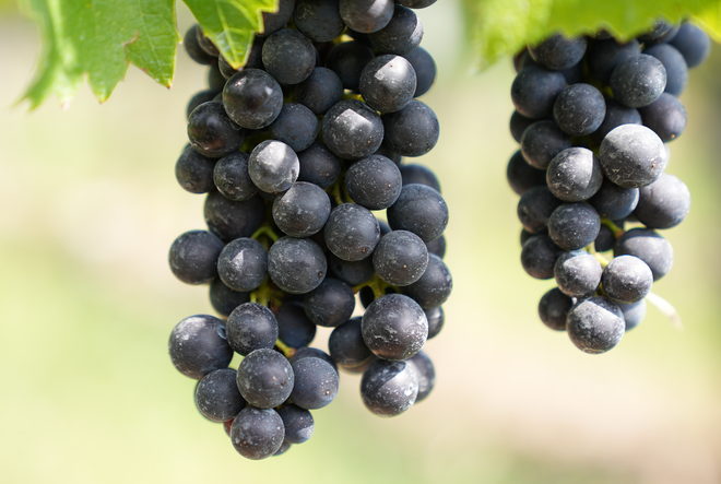 Pomerol. Verkostungsnotizen 2025