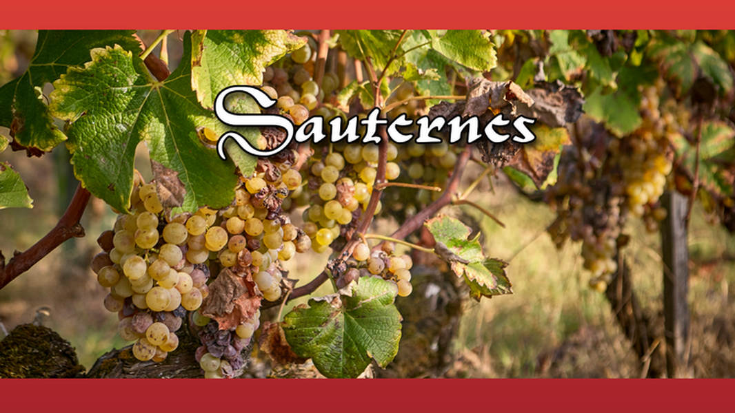 Sauternes. Verkostungsnotizen Jahrgang 2025